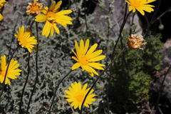 Euryops pectinatus pectinatus