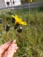Sonchus arvensis