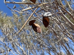 Hakea leucoptera