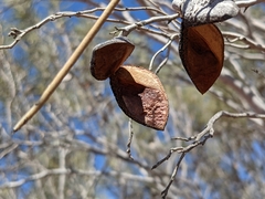 Hakea leucoptera