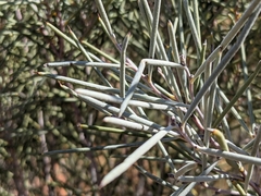 Hakea leucoptera