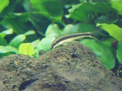 Crossocheilus oblongus