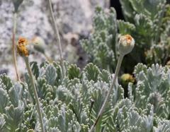 Euryops pectinatus pectinatus