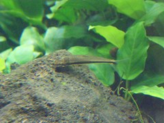 Crossocheilus oblongus