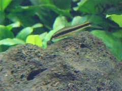 Crossocheilus oblongus
