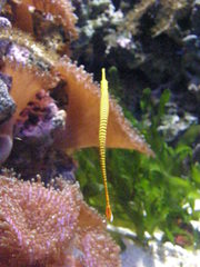 Dunckerocampus pessuliferus