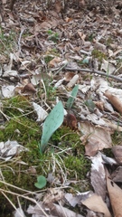 Erythronium albidum