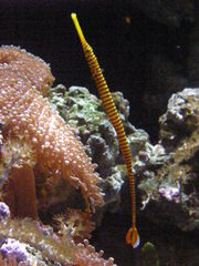 Dunckerocampus pessuliferus