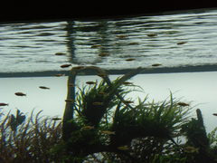 Hyphessobrycon herbertaxelrodi