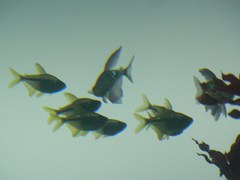Moenkhausia pittieri