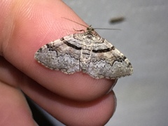 Xanthorhoe packardata