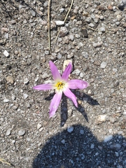 Colchicum montanum