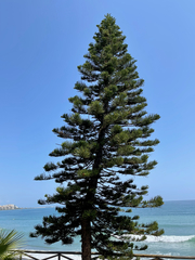 Araucaria