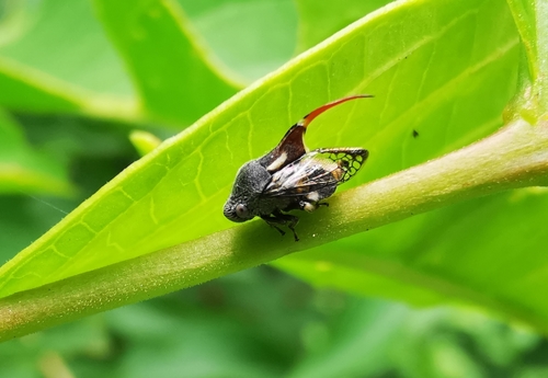 Machaerota elegans, 2021-08-28