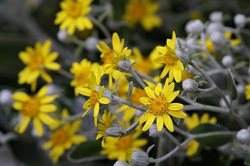Jacobaea maritima