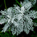 Dusty Miller - Photo (c) Jim Evans, some rights reserved (CC BY-SA)