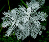 Dusty Miller - Photo (c) Jim Evans, some rights reserved (CC BY-SA)