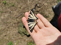 Iphiclides podalirius