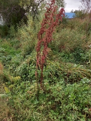 Rumex aquaticus