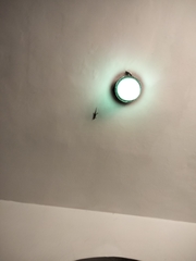 Tarentola mauritanica