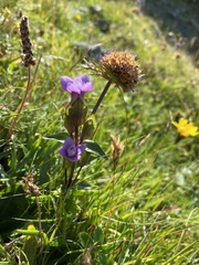 Gentianella campestris