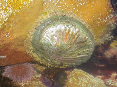 Haliotis midae
