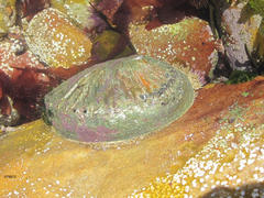 Haliotis midae