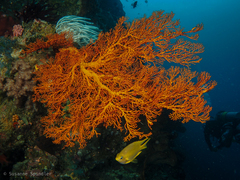 Melithaea ochracea