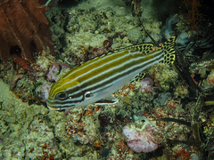 Plectorhinchus lessonii
