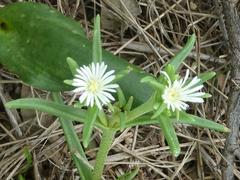 Delosperma herbeum