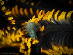 Laomenes amboinensis