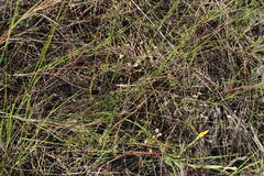 Pharnaceum elongatum