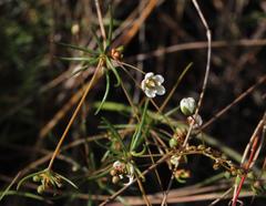 Pharnaceum elongatum