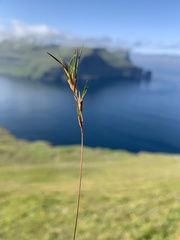 Festuca vivipara