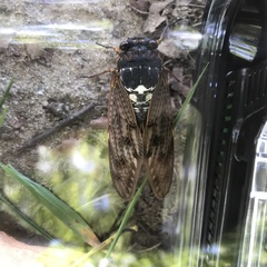 Graptopsaltria nigrofuscata