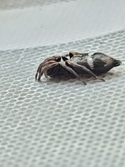 Gnaphosidae