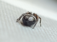 Gnaphosidae