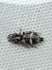 Gnaphosidae