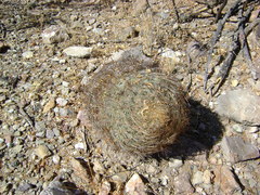 Echinomastus unguispinus