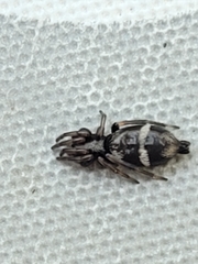 Gnaphosidae