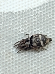 Gnaphosidae