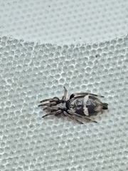Gnaphosidae