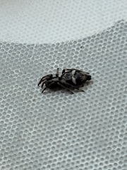 Gnaphosidae
