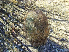 Echinomastus unguispinus