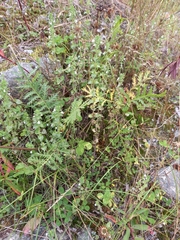 Euphrasia hyperborea