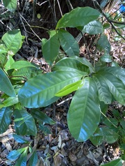 Eupomatia laurina