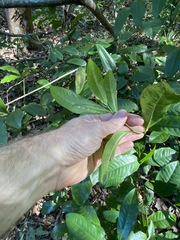 Eupomatia laurina