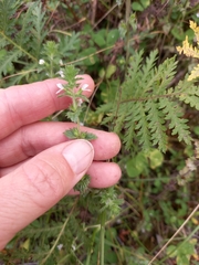 Euphrasia hyperborea