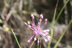 Allium carinatum pulchellum
