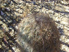 Echinomastus unguispinus